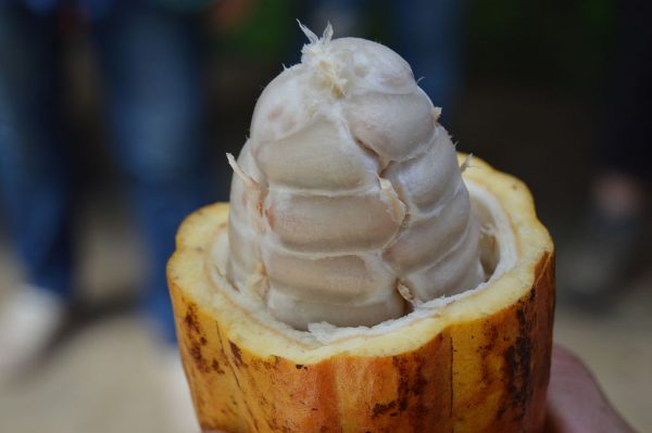 Cocoa - Image 3